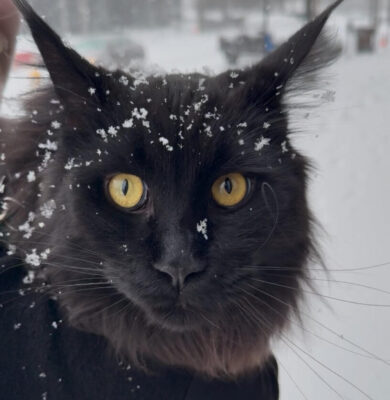 Murderpaws in the Snow 2025