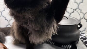 bakingwithmurderpaws