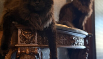 nationalblackcatappreciationday