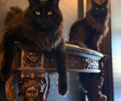 nationalblackcatappreciationday