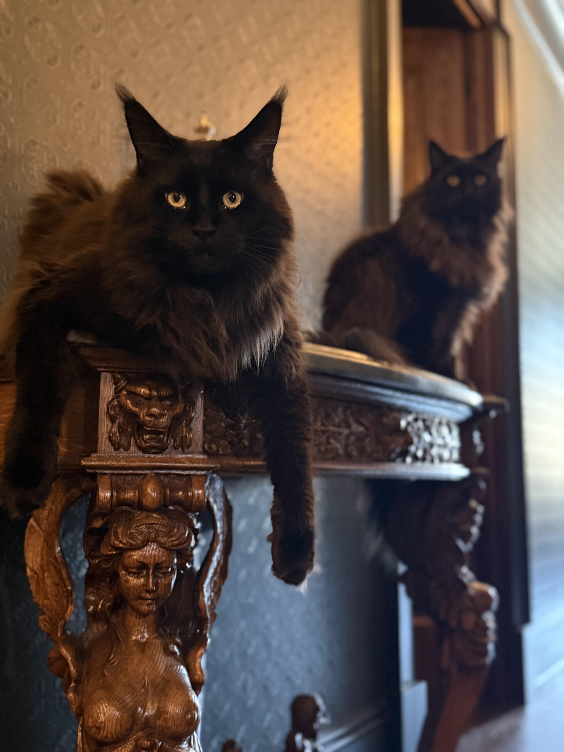 nationalblackcatappreciationday